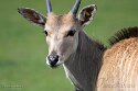 DGZ01262237 elandantilope / Taurotragus oryx