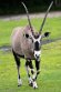 DGZ01262258 gemsbok / Oryx gazella