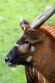 DGZ01262263 bergbongo / Tragelaphus eurycerus isaaci