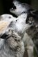 DGZ01262275 timberwolf / Canis lupus occidentalis