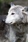 DGZ01262279 timberwolf / Canis lupus occidentalis