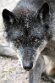 DGZ01262283 timberwolf / Canis lupus occidentalis