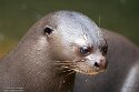 DGZ01262318 reuzenotter / Pteronura brasiliensis