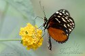 DGZ01262328 Heliconius hecale