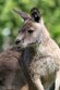 DKK01261994 Tasmaanse grijze reuzenkangoeroe / Macropus giganteus tasmaniensis