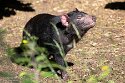 DKK01261997 Tasmaanse duivel / Sarcophilus harrisii