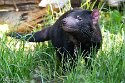 DKK01262005 Tasmaanse duivel / Sarcophilus harrisii