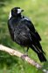 DKK01262037 zwartrugfluitvogel / Gymnorhina tibicen