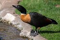 DKK01262040 Australische bergeend / Tadorna tadornoides