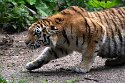 DKK01262055 Amoertijger / Panthera tigris altaica