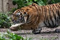 DKK01262056 Amoertijger / Panthera tigris altaica