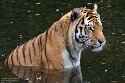 DKK01262068 Amoertijger / Panthera tigris altaica