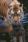 DKK01262077 Amoertijger / Panthera tigris altaica