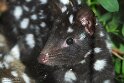 DKK01262158 gevlekte buidelmarter / Dasyurus viverrinus