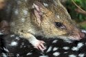DKK01262165 gevlekte buidelmarter / Dasyurus viverrinus
