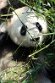 DKK01262186 reuzenpanda / Ailuropoda melanoleuca