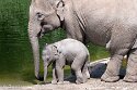 DKK01262206 Aziatische olifant / Elephas maximus