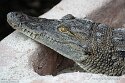 DKK01262215 West-Afrikaanse krokodil / Crocodylus suchus