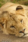 DKO01126432 Afrikaanse leeuw / Panthera leo
