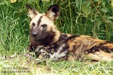 DKE01126725 Afrikaanse wilde hond / Lycaon pictus