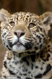 FZA01103710 jaguar / Panthera onca
