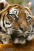 FZA01103745 Sumatraanse tijger / Panthera tigris sumatrae