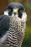 FZA01103804 slechtvalk / Falco peregrinus