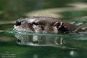 FZA01231585 Noord-Amerikaanse otter / Lontra canadensis