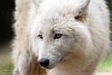 FZA01231599 wolf / Canis lupus