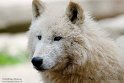 FZA01231609 wolf / Canis lupus
