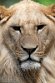 FZA01231617 Afrikaanse leeuw / Panthera leo