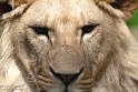 FZA01231620 Afrikaanse leeuw / Panthera leo