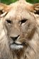 FZA01231623 Afrikaanse leeuw / Panthera leo