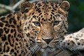 FZA01231649 Amoerpanter / Panthera pardus orientalis