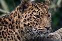 FZA01231653 Amoerpanter / Panthera pardus orientalis