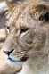 FZA01231659 Afrikaanse leeuw / Panthera leo