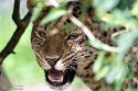 FZA01231684 Amoerpanter / Panthera pardus orientalis
