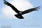 FZB01094845 Andescondor / Vultur gryphus