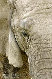 FZB01094918 Zuid-Afrikaanse olifant / Loxodonta africana africana