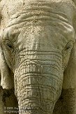 FZB01094924 Zuid-Afrikaanse olifant / Loxodonta africana africana