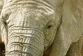 FZB01094926 Zuid-Afrikaanse olifant / Loxodonta africana africana