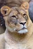 FZB01163162 Afrikaanse leeuw / Panthera leo