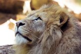FZB01163164 Afrikaanse leeuw / Panthera leo