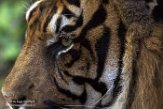 FZB01163190 Sumatraanse tijger / Panthera tigris sumatrae
