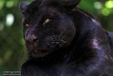 FZB01202479 jaguar / Panthera onca