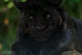 FZB01202480 jaguar / Panthera onca