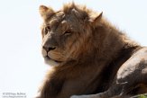 FZB01202556 Afrikaanse leeuw / Panthera leo