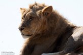 FZB01202560 Afrikaanse leeuw / Panthera leo