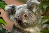 FZB01202630 Queensland koala / Phascolarctos cinereus adustus