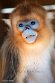 FZB01251997 gouden stompneusaap / Rhinopithecus roxellana